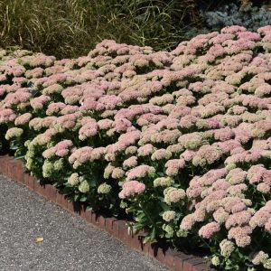 Stonecrop (Sedum Spectabile) – Autumn Joy – #2 Container