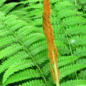Fern (Osmunda) – Cinnamonea – #1 Container