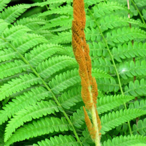 Fern (Osmunda) – Cinnamonea – #1 Container