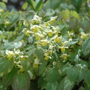 Epimedium Versicolor – Sulphureum – #1 Container