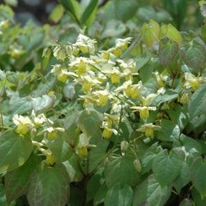 Epimedium Versicolor – Sulphureum – #1 Container