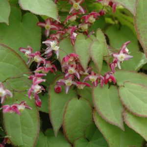 Bishop’s Hat (Epimedium x Rubrum) – #1 Container