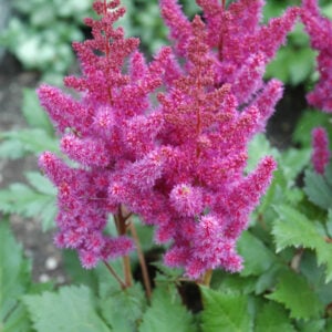 False Spirea (Astilbe Chinensis) – Visions – #2 Container