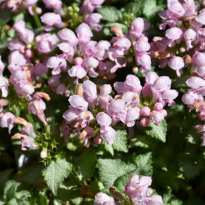Dead Nettle (Lamium Maculatum) – Pink Pewter – #1 Container