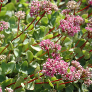 October Daphne (Sedum Sieboldii) – #1 Container