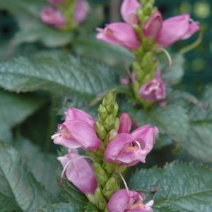 Turtlehead (Chelone Lyonii) – Hot Lips – #2 Container