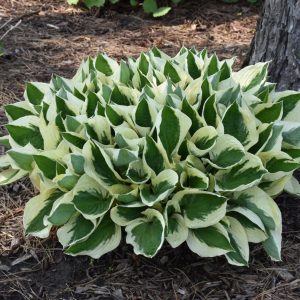 Hosta – Patriot – #2 Container