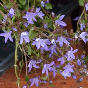 Serbian Bellflower (Campanula Poscharskyana) – Blue Waterfall – #1 Container
