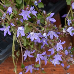 Serbian Bellflower (Campanula Poscharskyana) – Blue Waterfall – #1 Container