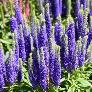 Speedwell (Veronica Spicata) – Royal Candles – #1 Container