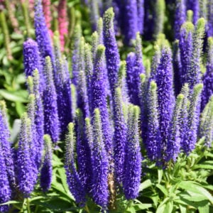 Speedwell (Veronica Spicata) – Royal Candles – #1 Container