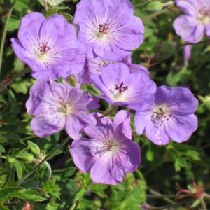 Cranesbill (Geranium) – Rozanne – #1 Container