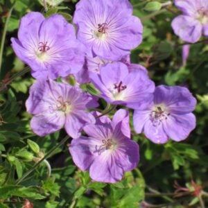 Cranesbill (Geranium) – Rozanne – #1 Container