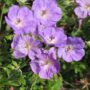 Cranesbill (Geranium) – Rozanne – #1 Container