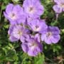 Cranesbill (Geranium) – Rozanne – #2 Container