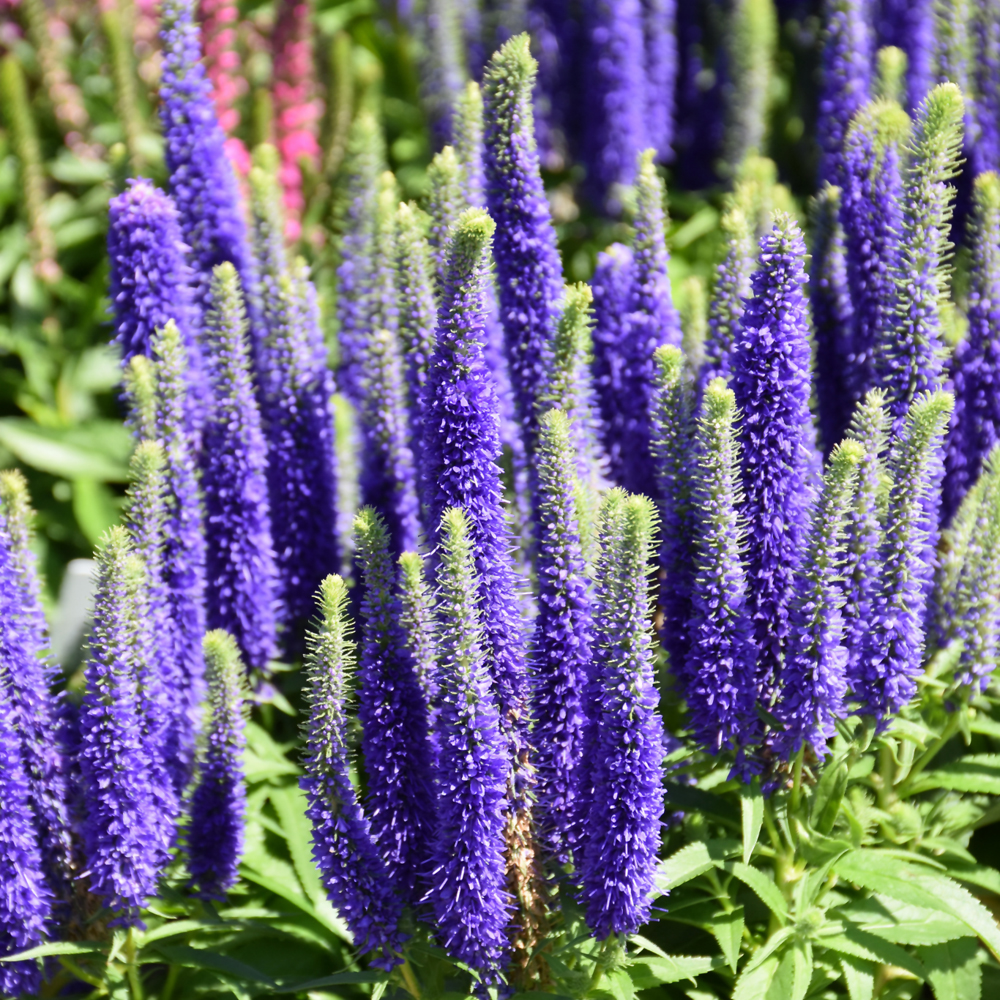 Speedwell (Veronica Spicata) - Royal Candles - #2 Container