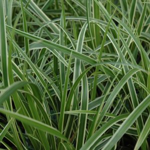 Sedge (Carex Morrowii) – Ice Dance – #1 Container