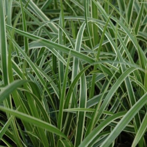 Sedge (Carex Morrowii) – Ice Dance – #1 Container