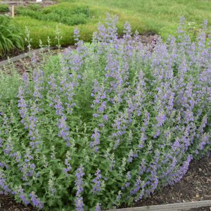 Catmint (Nepeta) – Walker’s Low – #1 Container