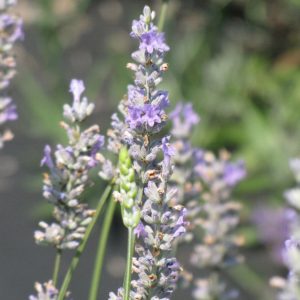 Lavender (Lavandula X Intermedia) – Provence – #2 Container
