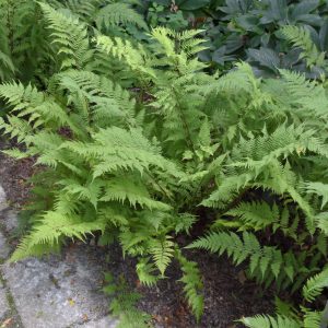 Fern (Athyrium) – Lady In Red – #1 Container