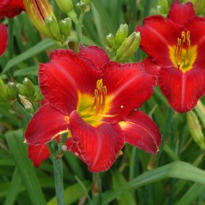 Daylily (Hemerocallis) – Chicago Apache – #1 Container
