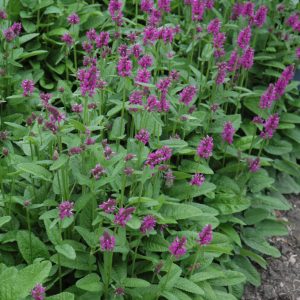 Betony (Stachys Monieri) – Hummelo – #1 Container