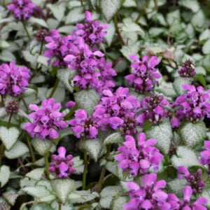 Dead Nettle (Lamium Maculatum) – Purple Dragon – #1 Container