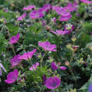 Cranesbill (Geranium) – Max Frei – #1 Container