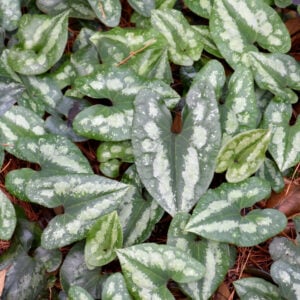 Asian Wild Ginger (Asarum Splendens) – #1 Container