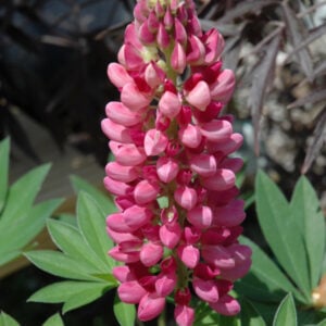 Lupine (Lupinus) – Gallery Red – #1 Container