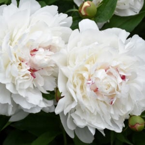 Peony (Paeonia) – Festiva Maxima – #3 Container