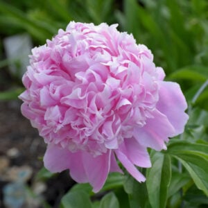 Peony (Paeonia) – Sarah Bernhardt – #3 Container