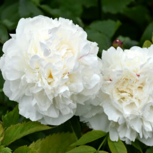 Peony (Paeonia) – Duchesse De Nemours – #3 Container