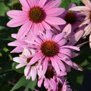 Coneflower (Echinacea) – Prairie Splendor – #2 Container