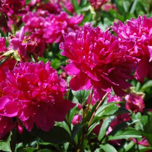 Peony (Paeonia) – Karl Rosenfield – #3 Container