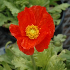 Poppy (Papaver) – Garden Gnome – #1 Container