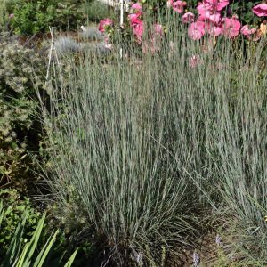 Bluestem (Schizachyrium Scoparium) – Blue Heaven – #2 Container