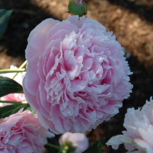 Peony (Paeonia) – Shirley Temple – #3 Container