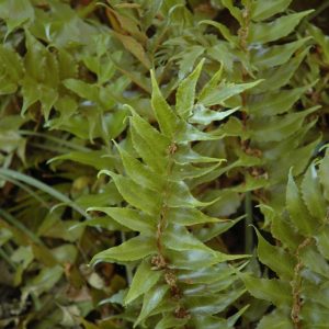 Beech Fern (Thelypteris Decursive Pinnata) – #1 Container