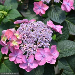 Hydrangea Serrata – Tuff Stuff – #3 Container