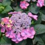 Hydrangea Serrata – Tuff Stuff – #3 Container