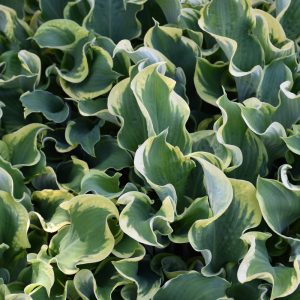 Hosta – Shadowland® Wheee! – #1 Container