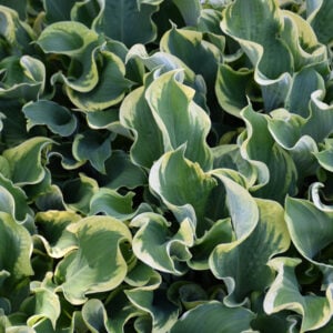 Hosta – Shadowland® Wheee! – #1 Container