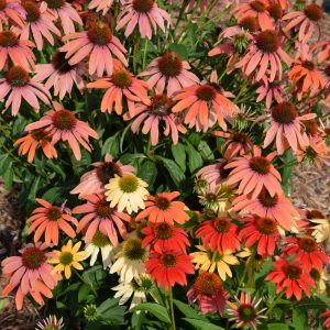 Coneflower (Echinacea) – Cheyenne Spirit – #2 Container