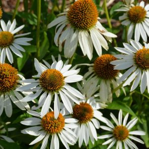 Coneflower (Echinacea Purpurea) – Happy Star – #1 Container
