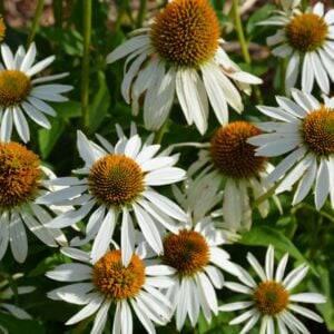 Coneflower (Echinacea Purpurea) – Happy Star – #1 Container