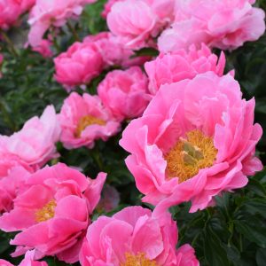 Peony (Paeonia) – Paula Fay – #3 Container