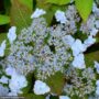 Hydrangea Serrata – Tiny Tuff Stuff – #3 Container