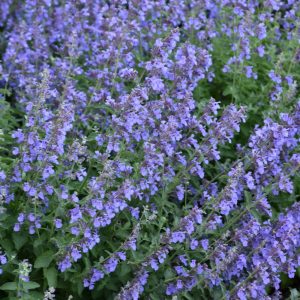 Catmint (Nepeta) – Cat’s Meow – #1 Container